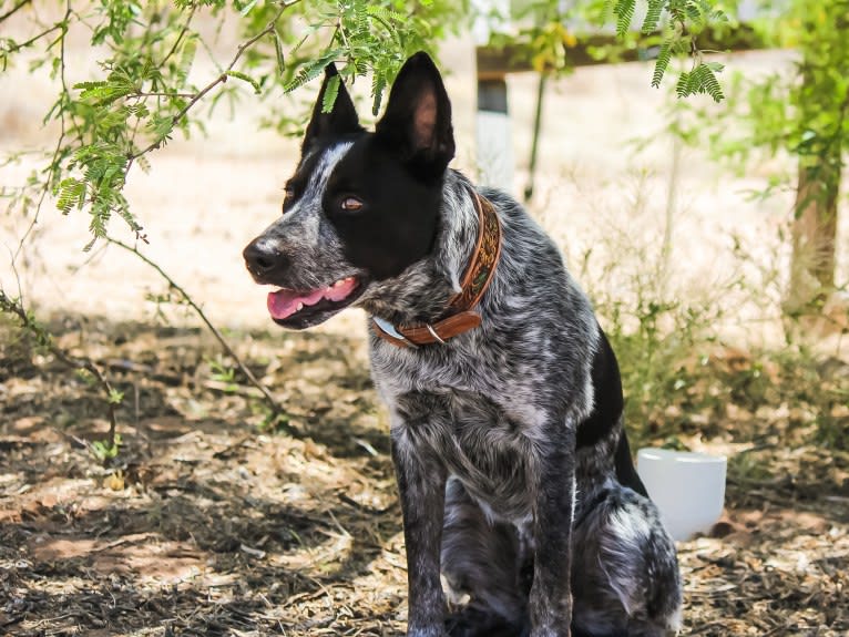 Bruce, an Australian Cattle Dog tested with EmbarkVet.com