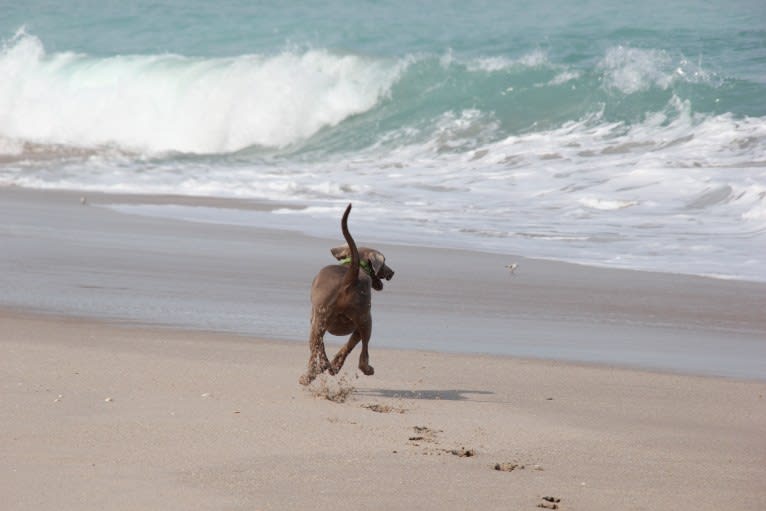 Major, a Catahoula Leopard Dog and Labrador Retriever mix tested with EmbarkVet.com