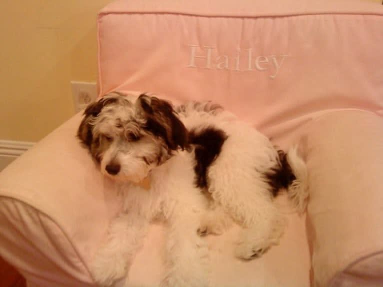 Jack, a Chinese Crested tested with EmbarkVet.com
