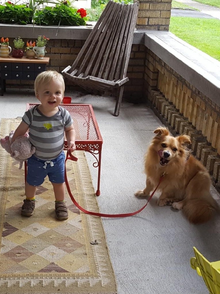 Scout, a German Shepherd Dog and Great Pyrenees mix tested with EmbarkVet.com