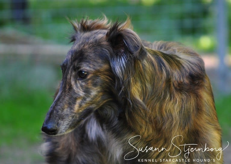 Jumpystumpy, a Silken Windhound tested with EmbarkVet.com