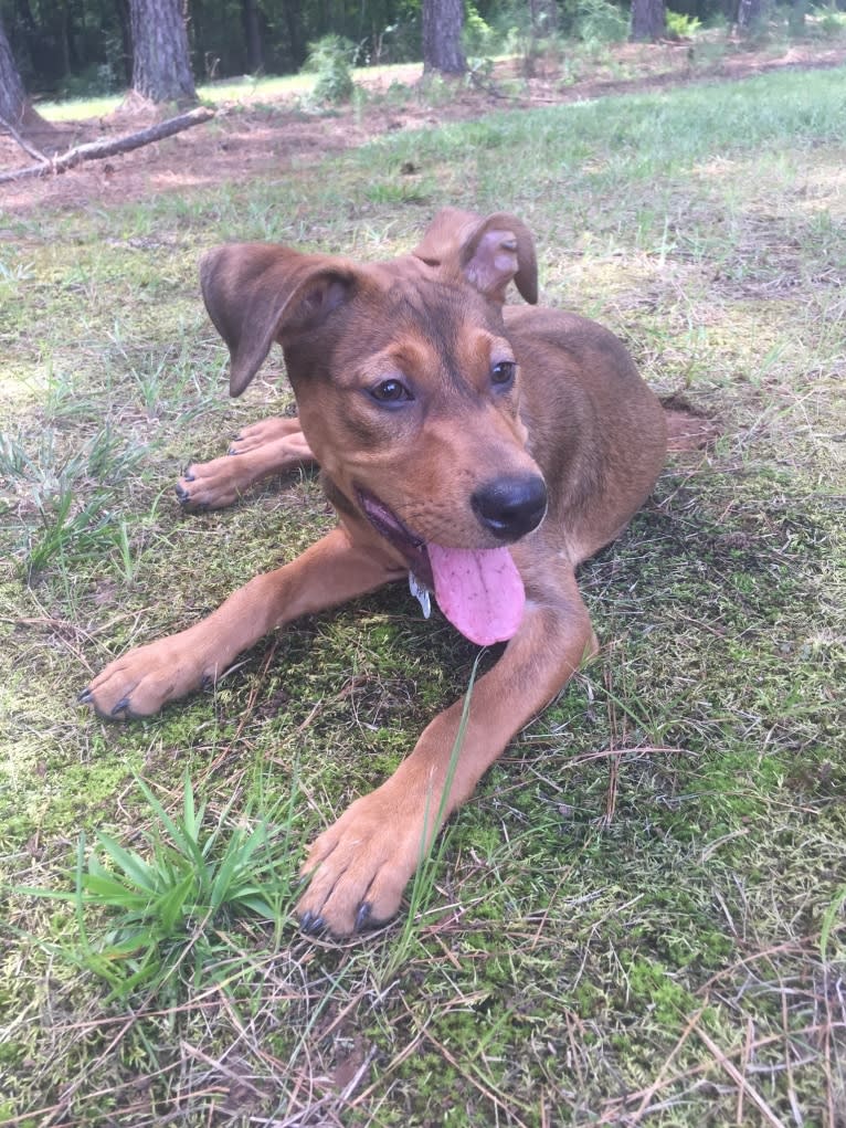 Pepper, an American Pit Bull Terrier and Treeing Walker Coonhound mix tested with EmbarkVet.com