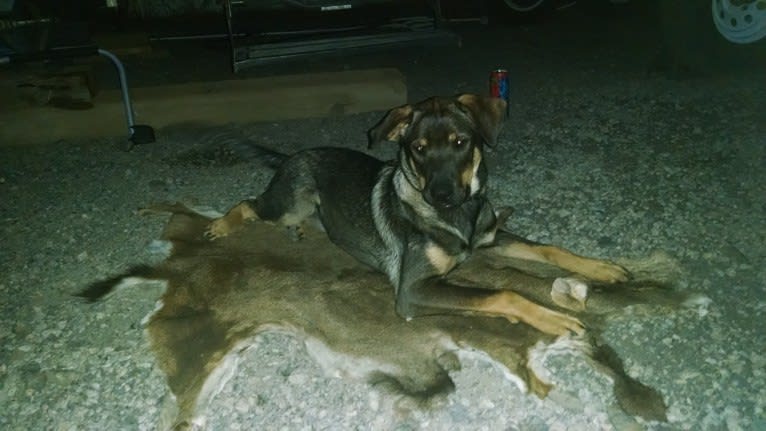 Wendy, a Rottweiler and Belgian Malinois mix tested with EmbarkVet.com