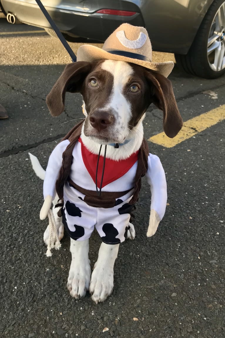 Indy, a Pointer and Australian Shepherd mix tested with EmbarkVet.com