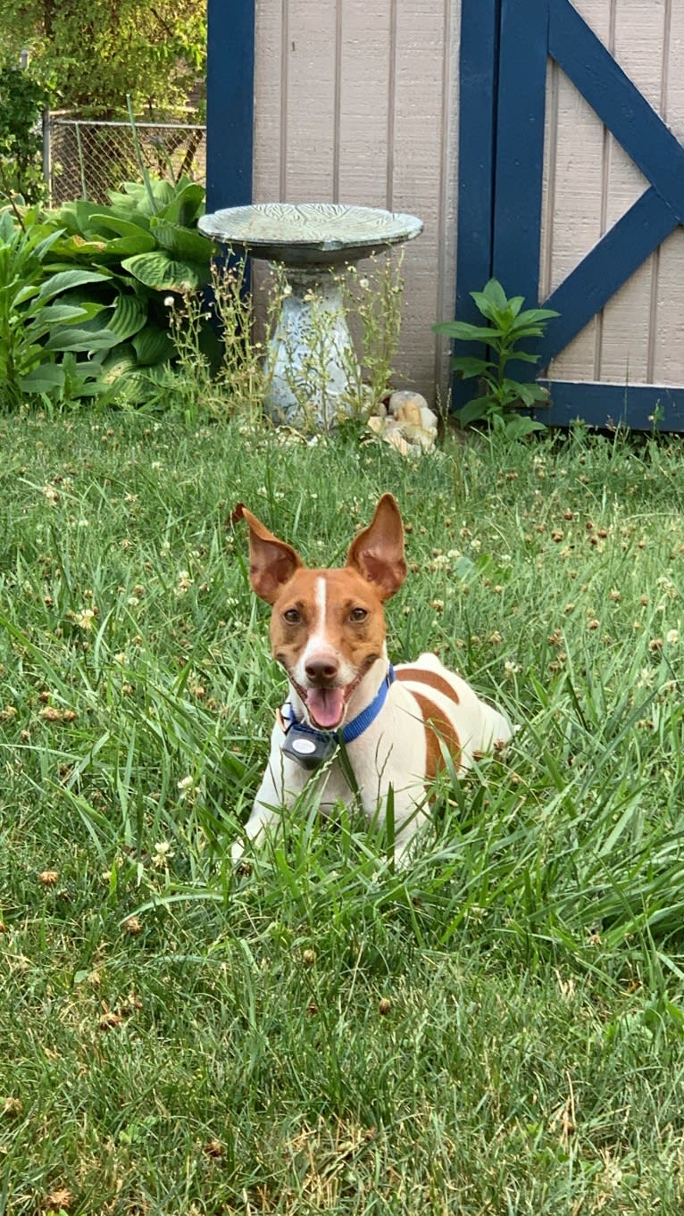 Wally, a Russell-type Terrier tested with EmbarkVet.com