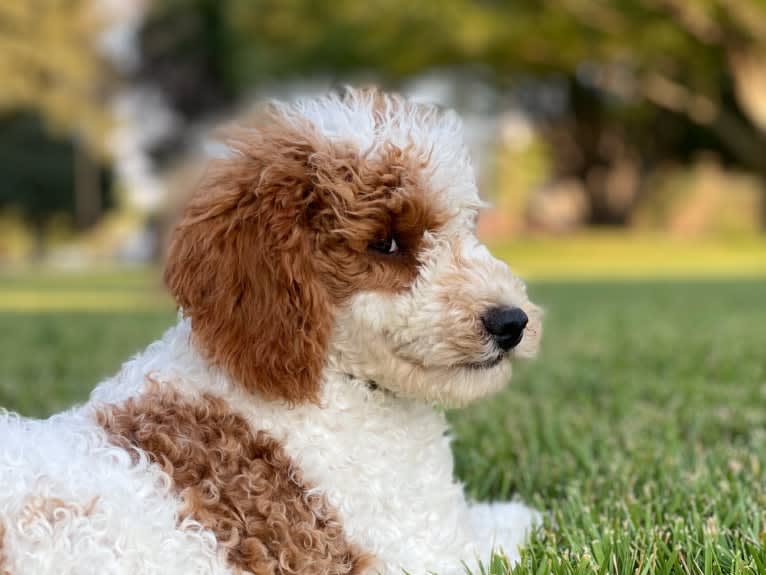 Sig, a Poodle tested with EmbarkVet.com
