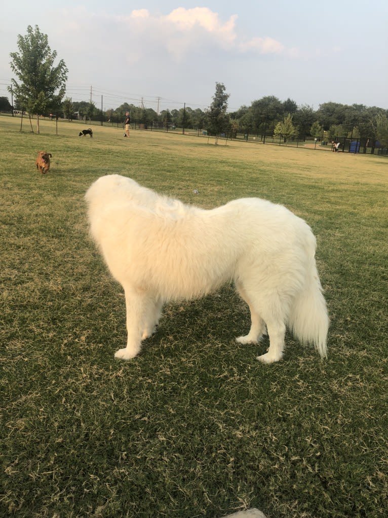 Looney “Chik’in Mini Bandit” Bear, a Great Pyrenees tested with EmbarkVet.com