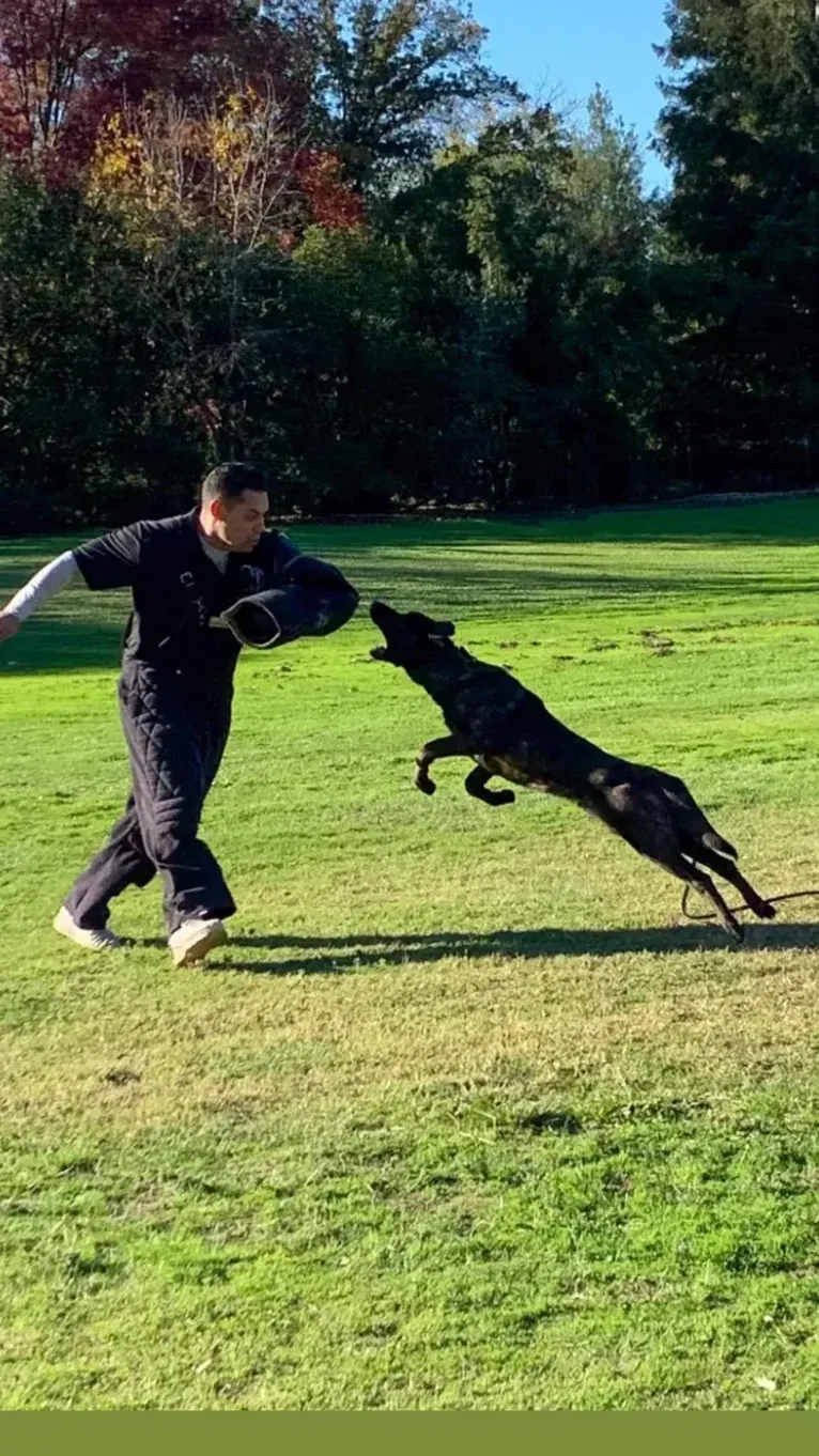 Static, a Dutch Shepherd tested with EmbarkVet.com