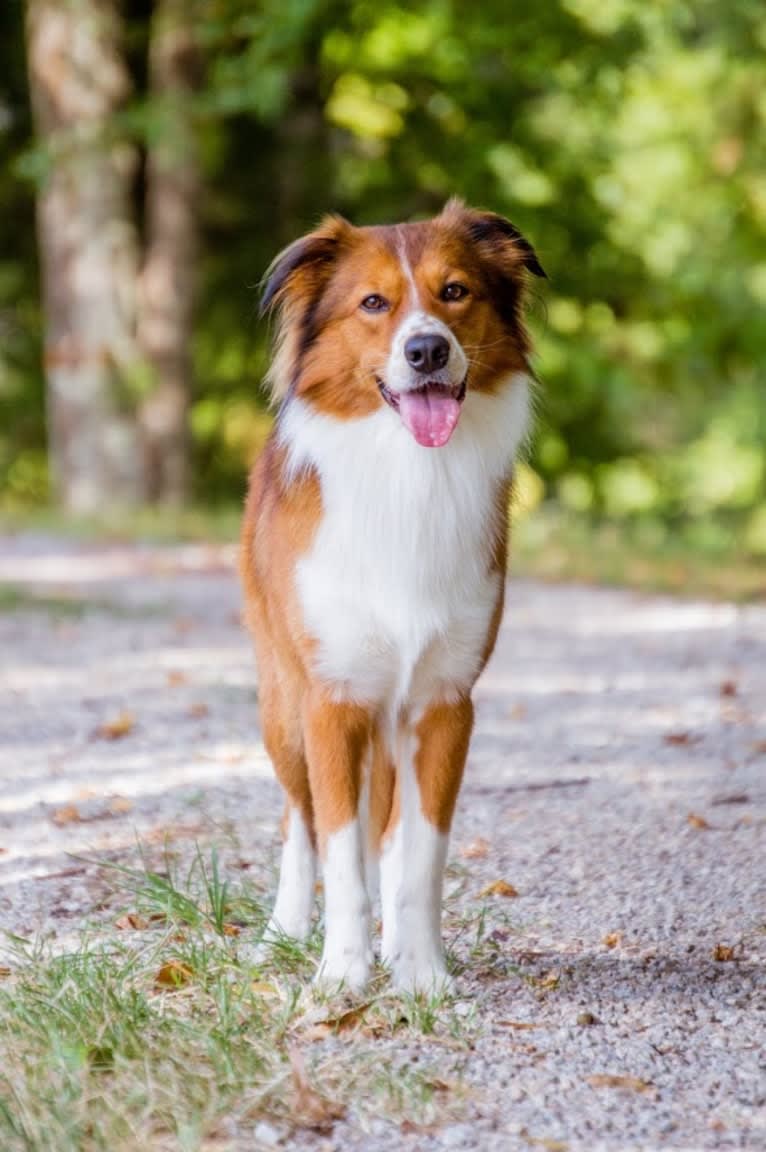 Mac, an English Shepherd tested with EmbarkVet.com