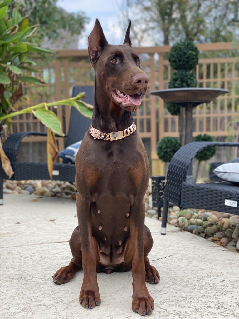 Gertie, a Doberman Pinscher tested with EmbarkVet.com