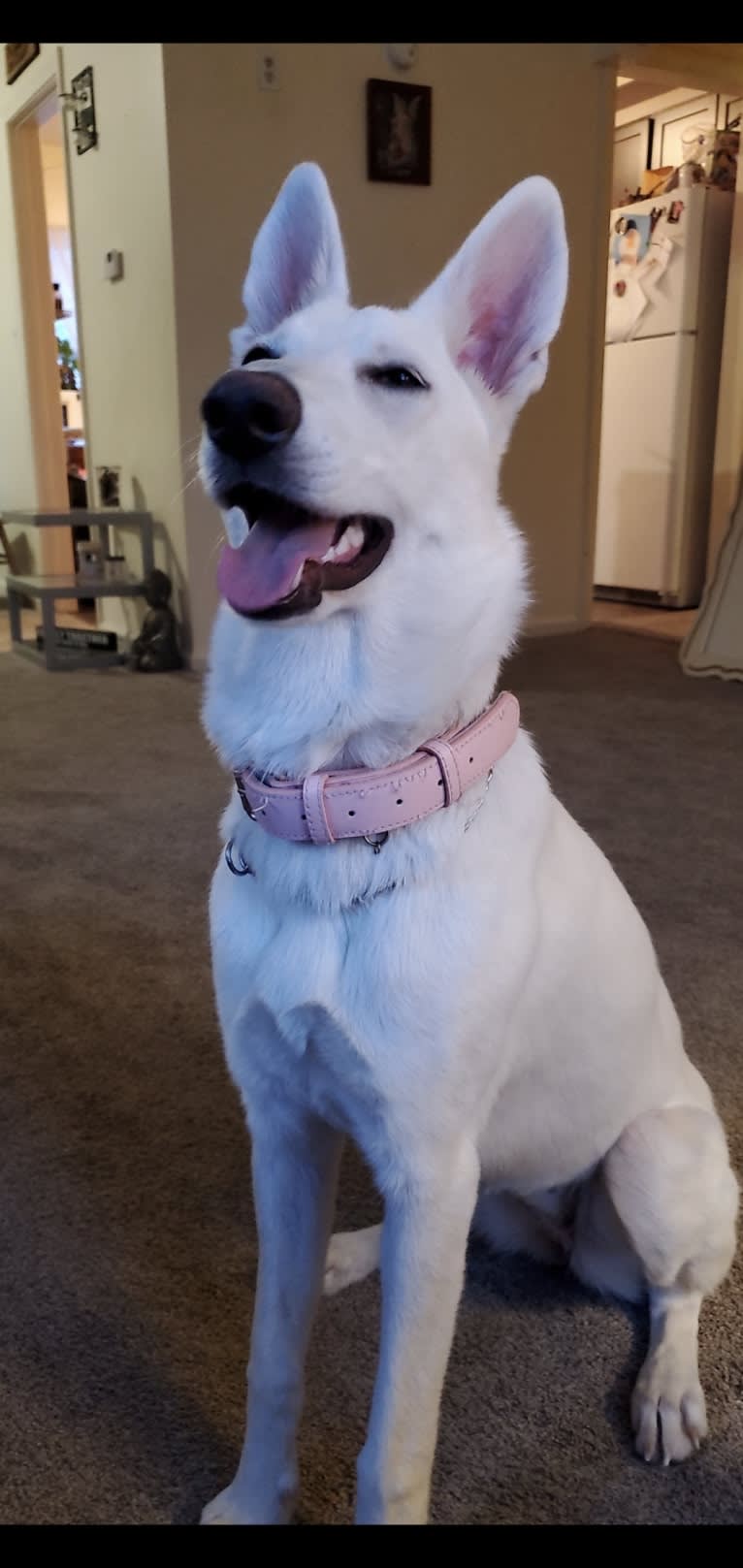 Sundae, a White Shepherd tested with EmbarkVet.com