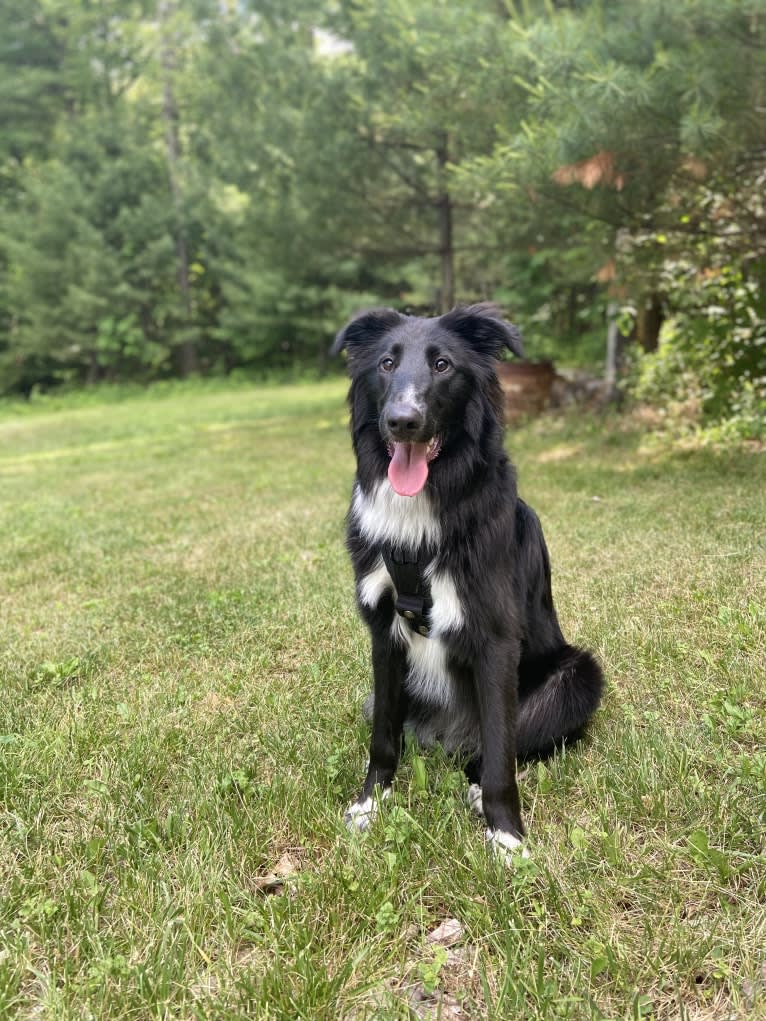 Rio, a Collie and German Shepherd Dog mix tested with EmbarkVet.com