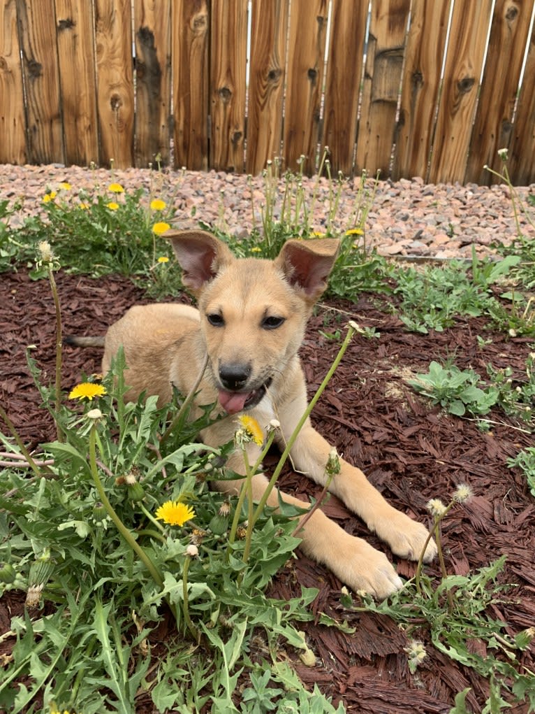 Lady Nala Bear BCF, a Carolina Dog tested with EmbarkVet.com