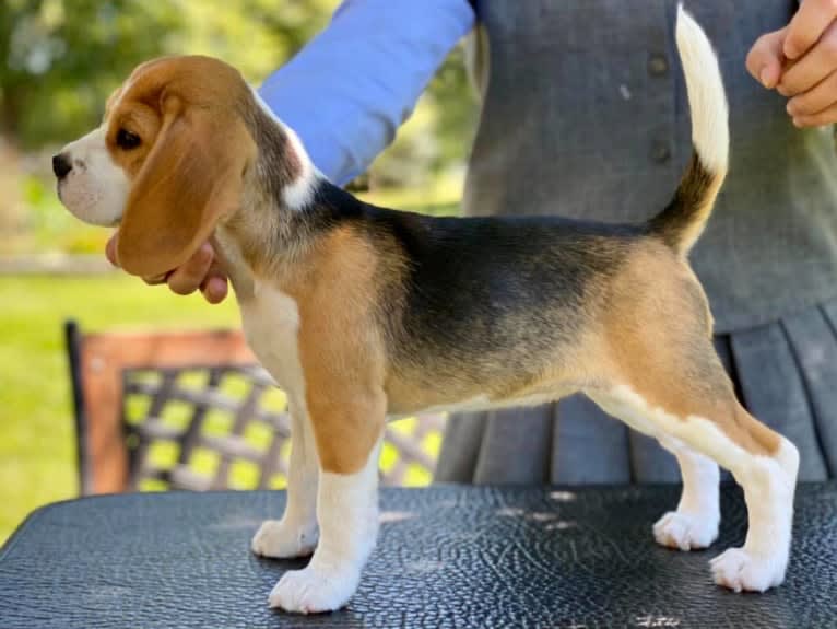 Jewel, a Beagle tested with EmbarkVet.com