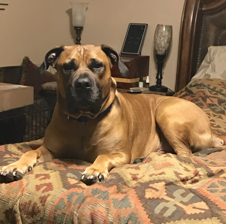 Dakarai, a Boerboel tested with EmbarkVet.com