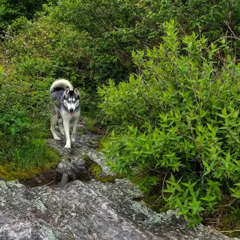 Teko, a Siberian Husky tested with EmbarkVet.com