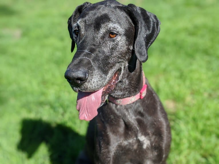 Drucilla, a Great Dane and American Pit Bull Terrier mix tested with EmbarkVet.com