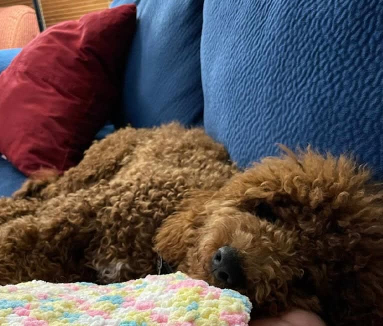 Chili Dog, a Goldendoodle tested with EmbarkVet.com