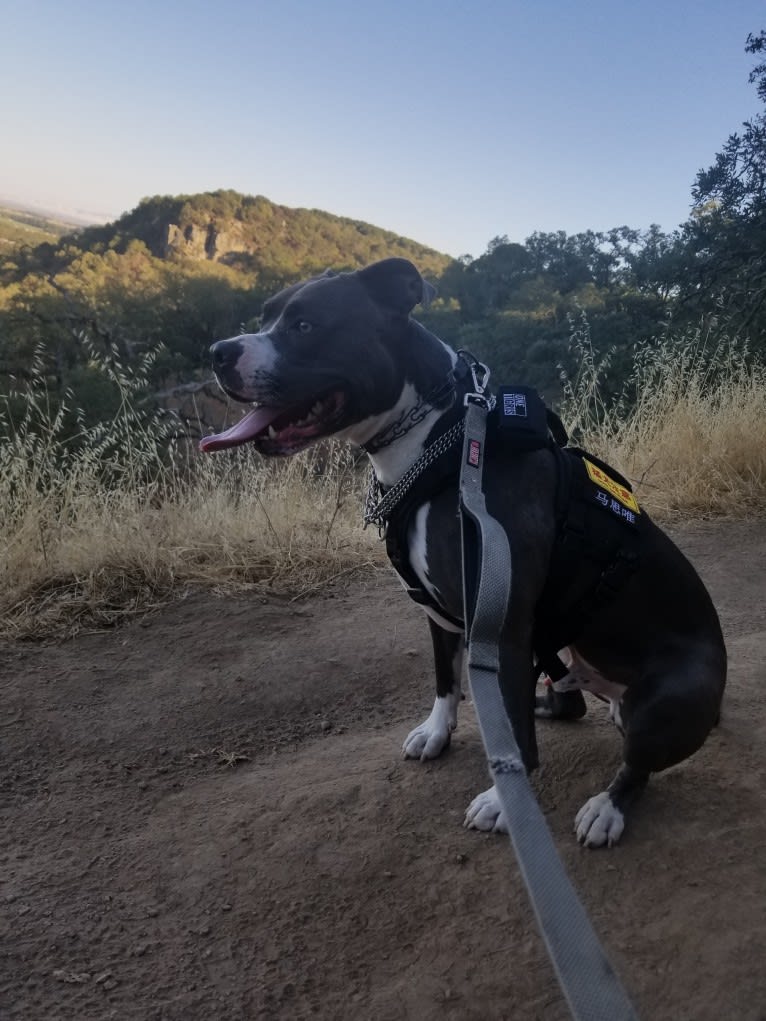 MaSiWei, an American Bully tested with EmbarkVet.com