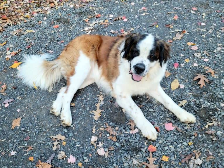 Thor, a Saint Bernard tested with EmbarkVet.com