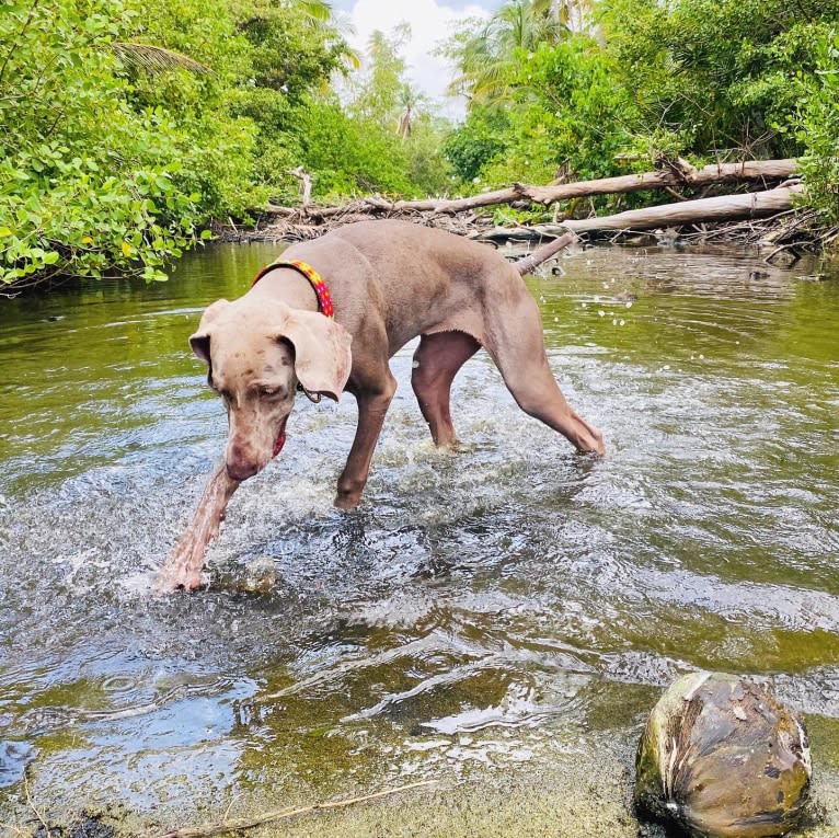 Arya the Weim, a Weimaraner tested with EmbarkVet.com