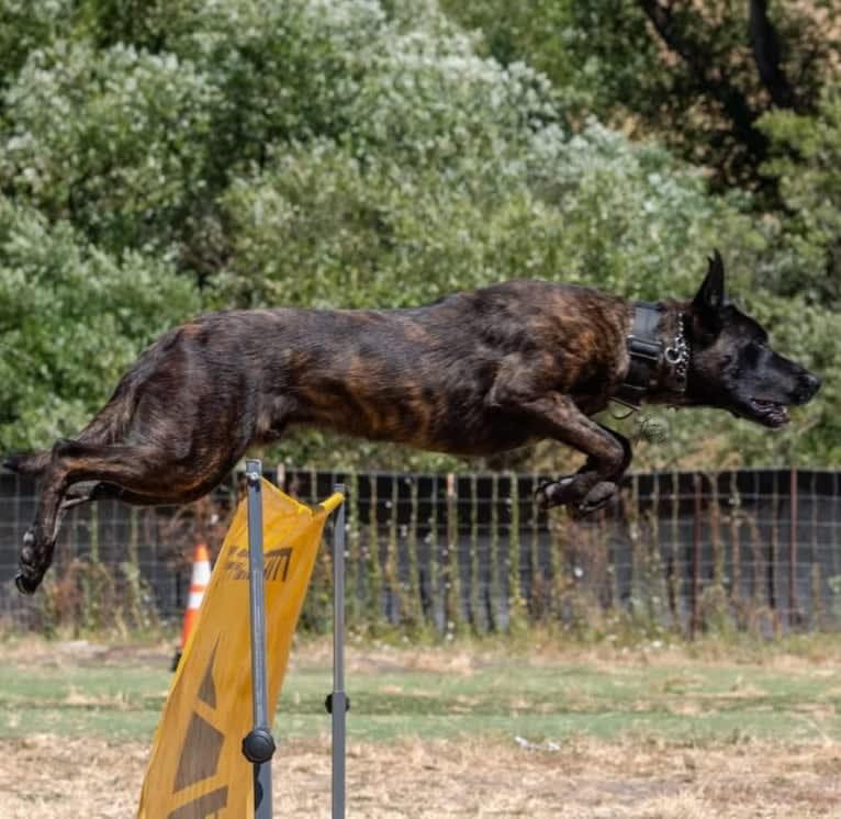 Static, a Dutch Shepherd tested with EmbarkVet.com