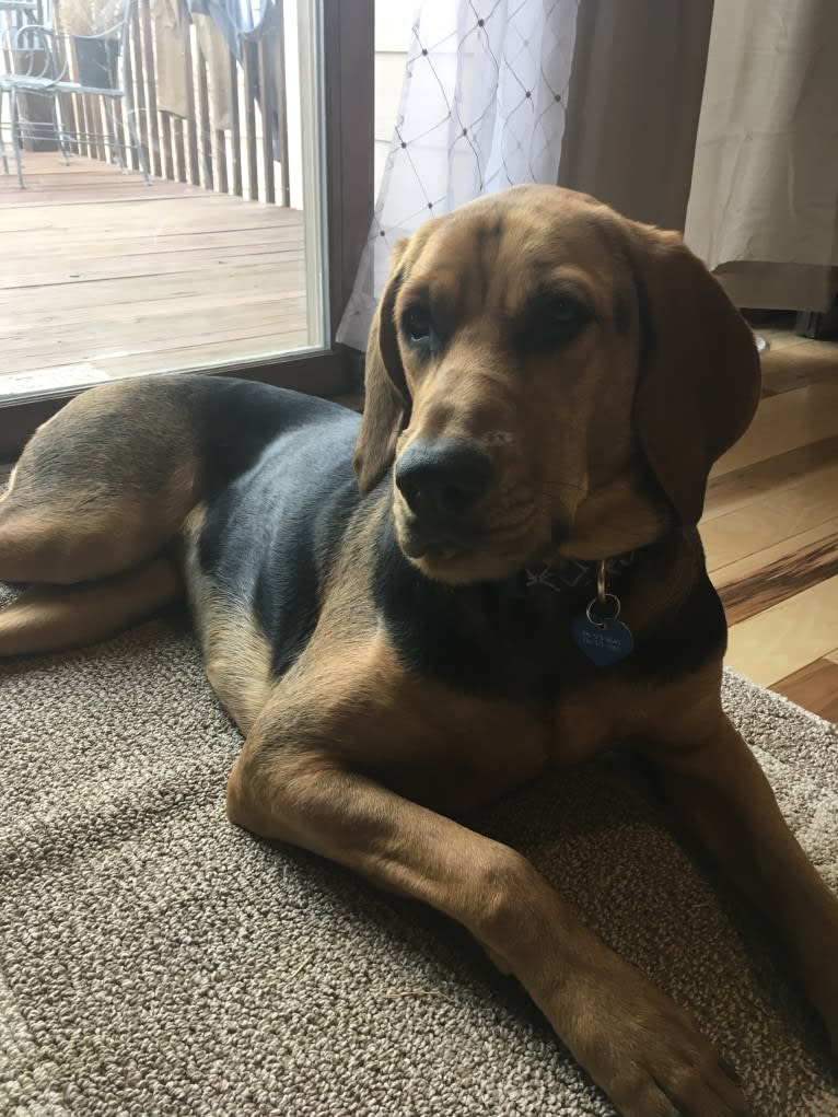 Marley, a Bloodhound and Treeing Walker Coonhound mix tested with EmbarkVet.com