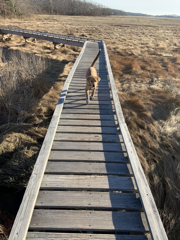 Elle, a Great Pyrenees and Labrador Retriever mix tested with EmbarkVet.com