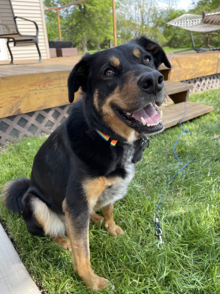 Cornelius, a Border Collie and Labrador Retriever mix tested with EmbarkVet.com