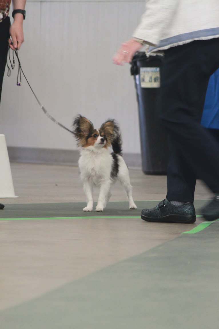 Cowboy, a Papillon tested with EmbarkVet.com
