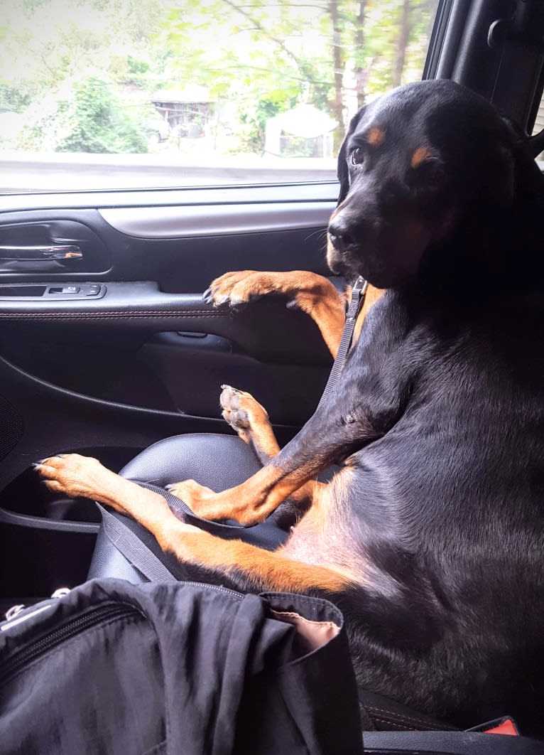 Agnes, a Rottweiler tested with EmbarkVet.com