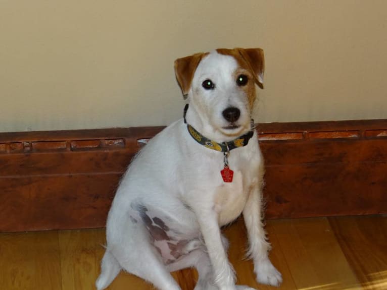 Buddy, a Russell-type Terrier tested with EmbarkVet.com