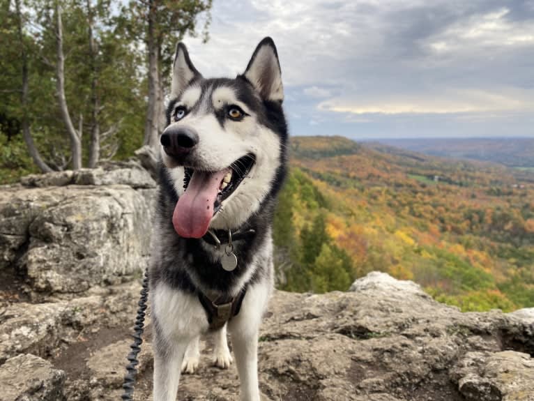 Marko, a Siberian Husky tested with EmbarkVet.com