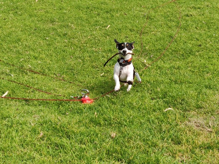 Filburt, a Russell-type Terrier and Chihuahua mix tested with EmbarkVet.com