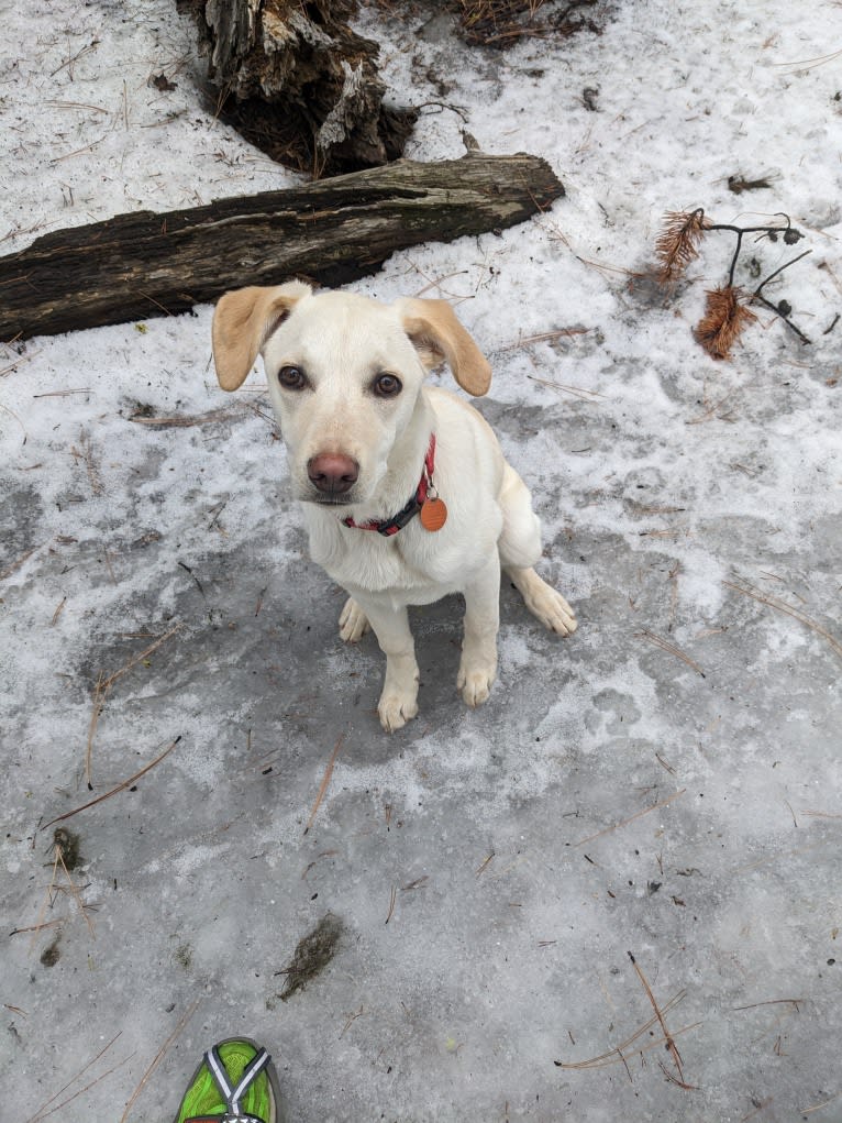 Hopper, an Australian Cattle Dog and American Pit Bull Terrier mix tested with EmbarkVet.com