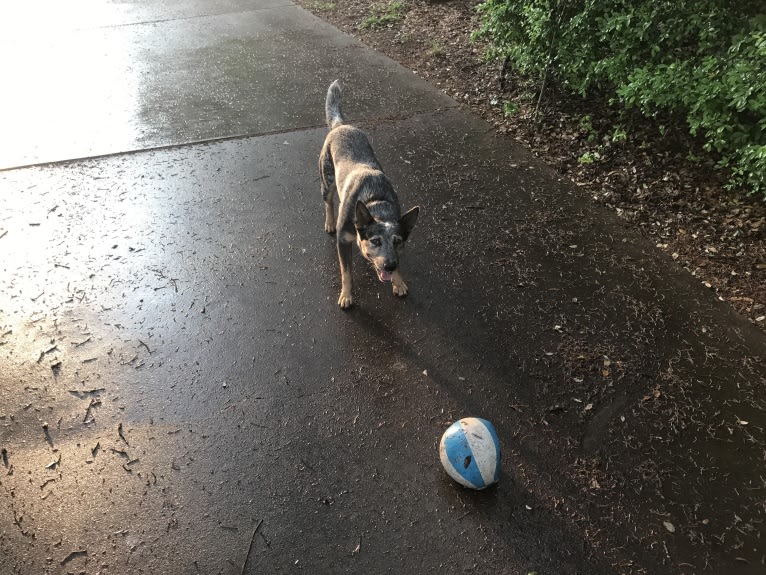 Hank, an Australian Cattle Dog and American Pit Bull Terrier mix tested with EmbarkVet.com