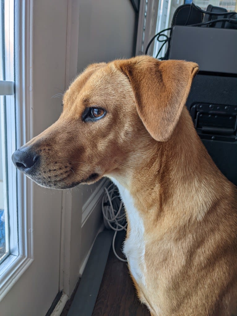 Remy, a Chow Chow and Beagle mix tested with EmbarkVet.com