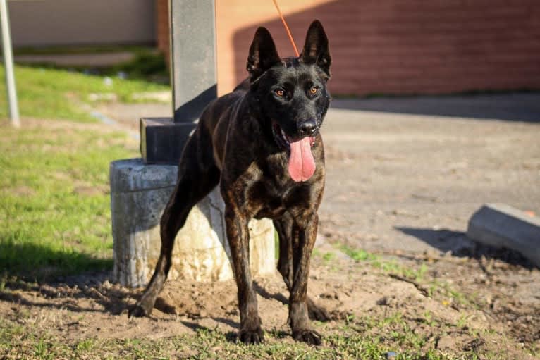 Static, a Dutch Shepherd tested with EmbarkVet.com