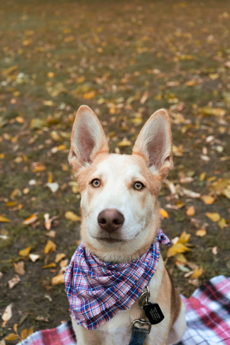 Aalo, a German Shepherd Dog and Siberian Husky mix tested with EmbarkVet.com