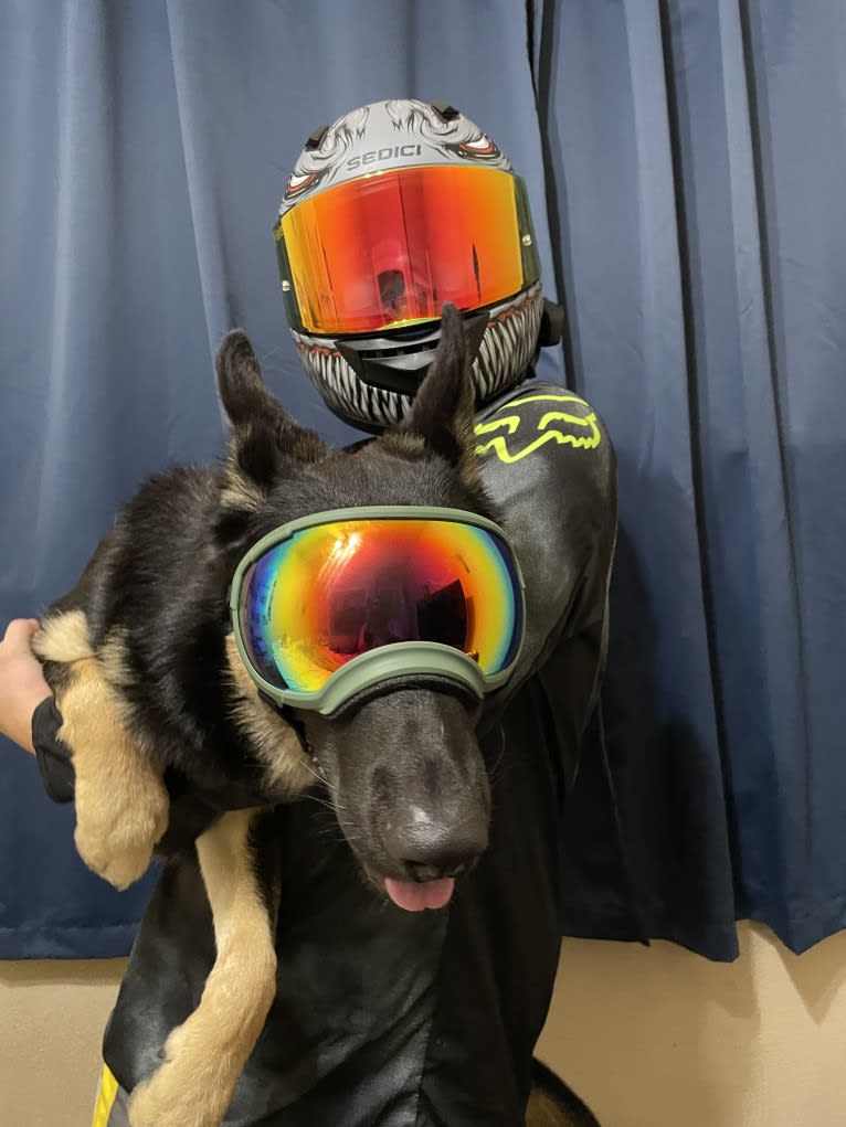 Pyro, a German Shepherd Dog (6.9% unresolved) tested with EmbarkVet.com