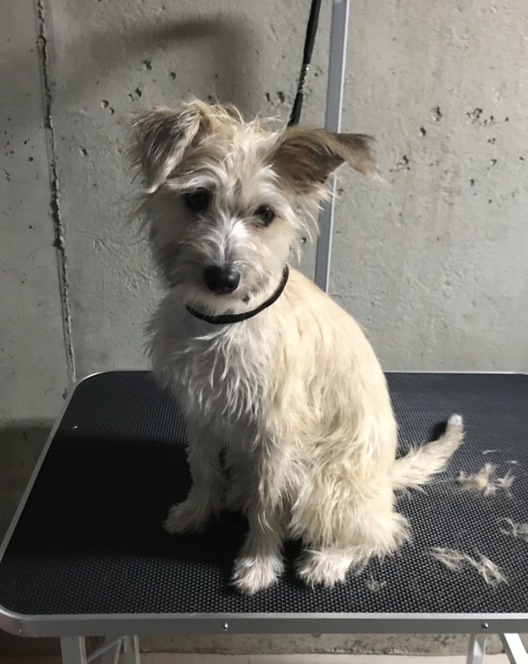 Louie, a Rat Terrier and Miniature Schnauzer mix tested with EmbarkVet.com