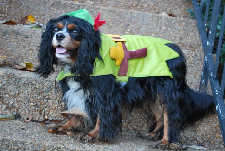 Barkley Valentine, a Cavalier King Charles Spaniel tested with EmbarkVet.com