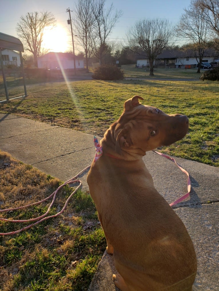 Ruckus, an American Pit Bull Terrier and Labrador Retriever mix tested with EmbarkVet.com