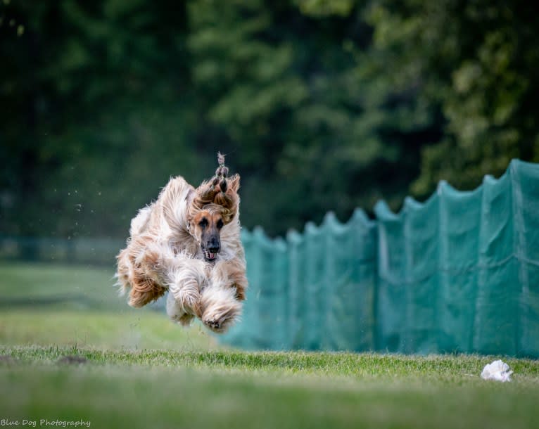 SPIRIT, an Afghan Hound tested with EmbarkVet.com