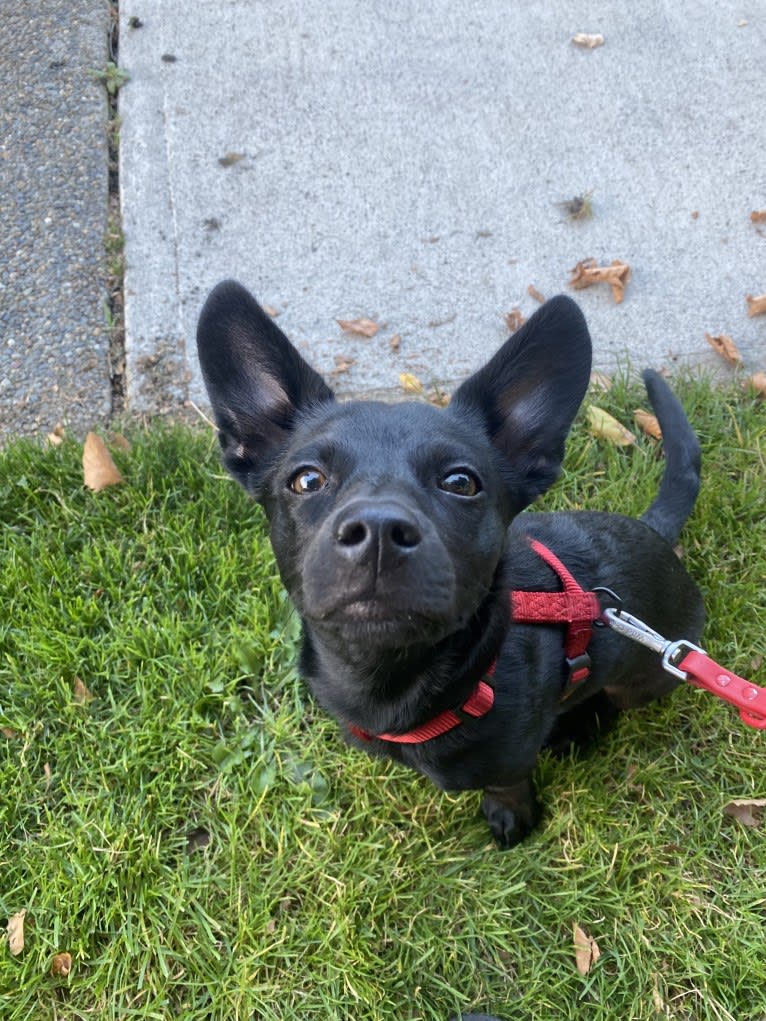 Doby, an Australian Cattle Dog and Miniature Pinscher mix tested with EmbarkVet.com