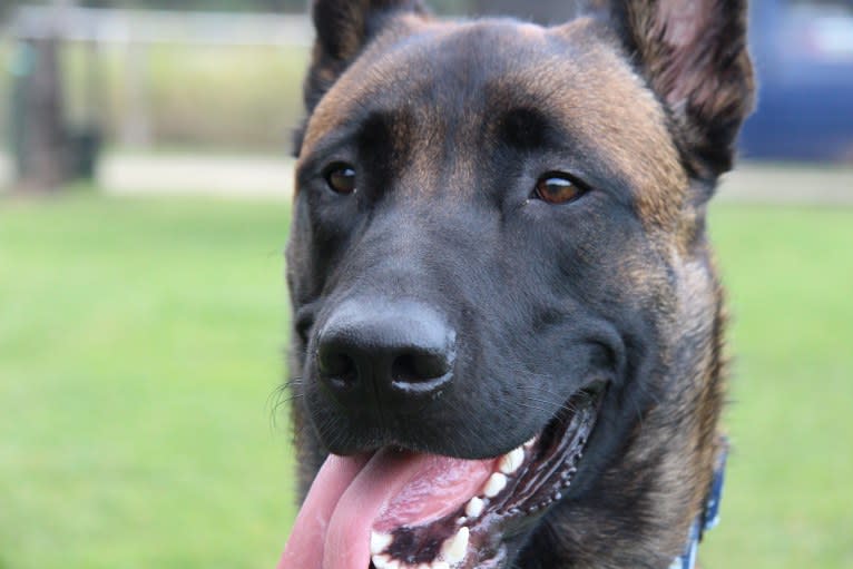 Kylar (PsychoKiller d'Hélitesport), a Belgian Shepherd tested with EmbarkVet.com