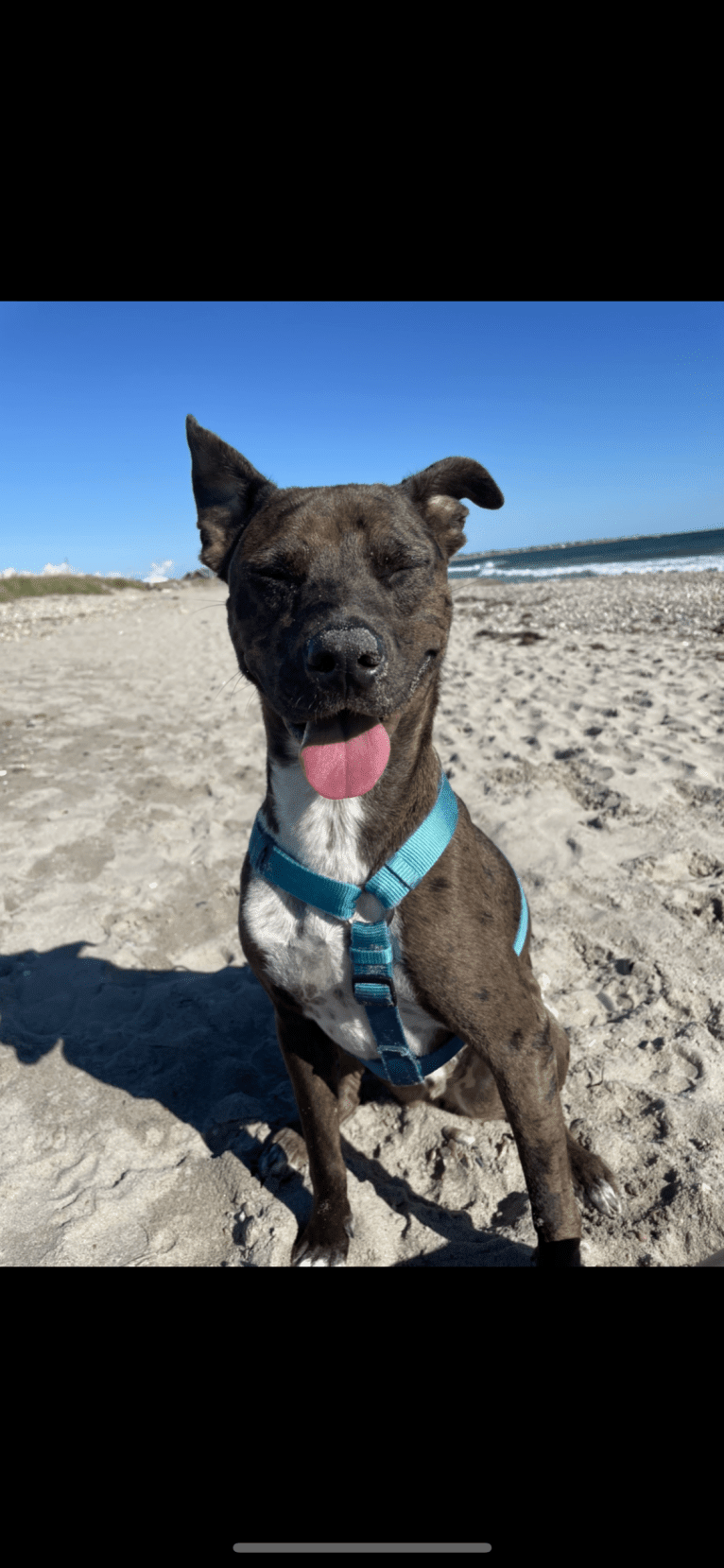 Atticus, an Australian Cattle Dog and American Pit Bull Terrier mix tested with EmbarkVet.com
