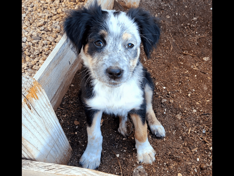 Tallulah, an Australian Cattle Dog and American Pit Bull Terrier mix tested with EmbarkVet.com