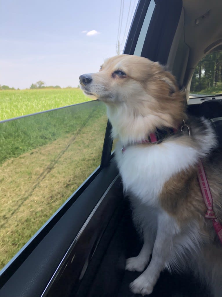 Eevee, an American Eskimo Dog and Miniature/MAS-type Australian Shepherd mix tested with EmbarkVet.com