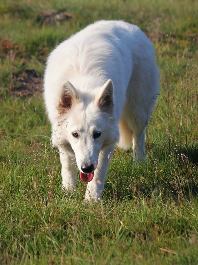 Gaia, a White Shepherd tested with EmbarkVet.com